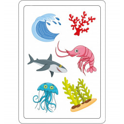 Exemple de carte images du jeu Tam tam Mix Max Les animaux de la Mer