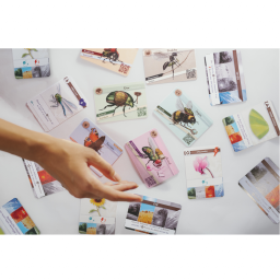 Personnes présentant les cartes du jeu Budizz Personnes présentant les cartes du jeu Budizz