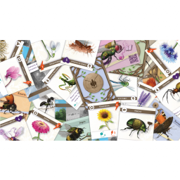 Cartes du jeu Budizz Cartes du jeu Budizz